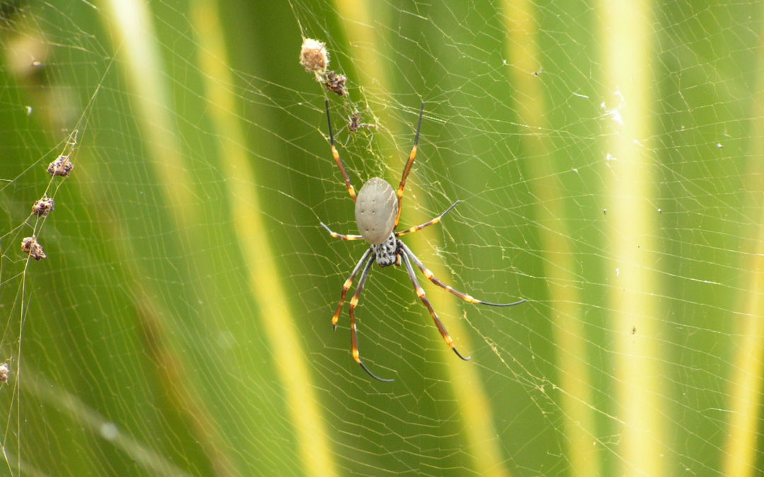 Spider in the Water Bowl